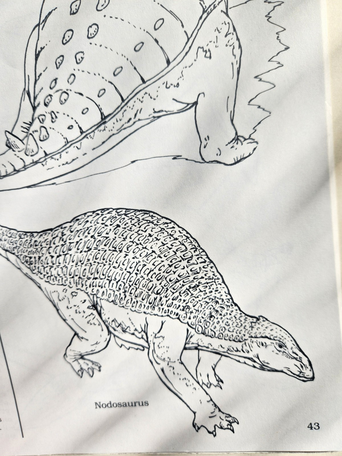 A Field Guide to Dinosaurs Coloring Book – Like New/Unused Vintage 1989 Rare PB