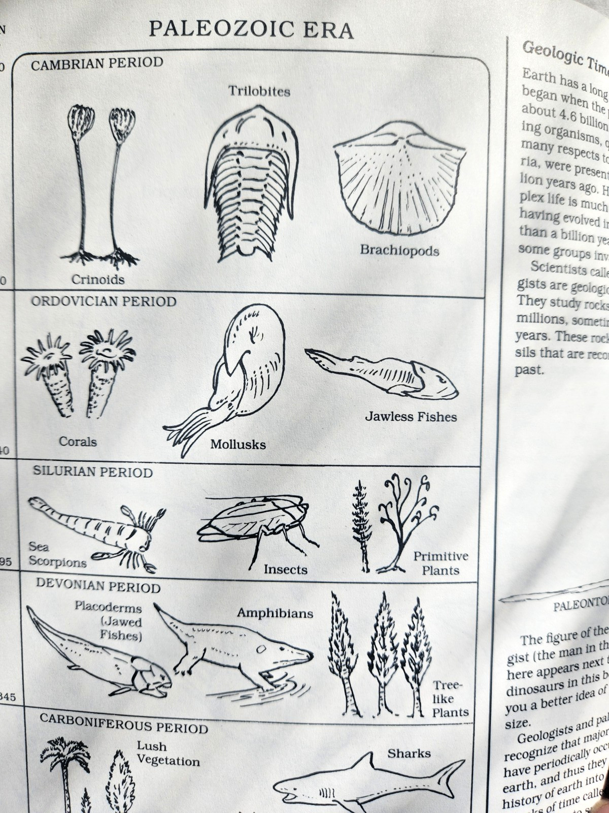 A Field Guide to Dinosaurs Coloring Book – Like New/Unused Vintage 1989 Rare PB