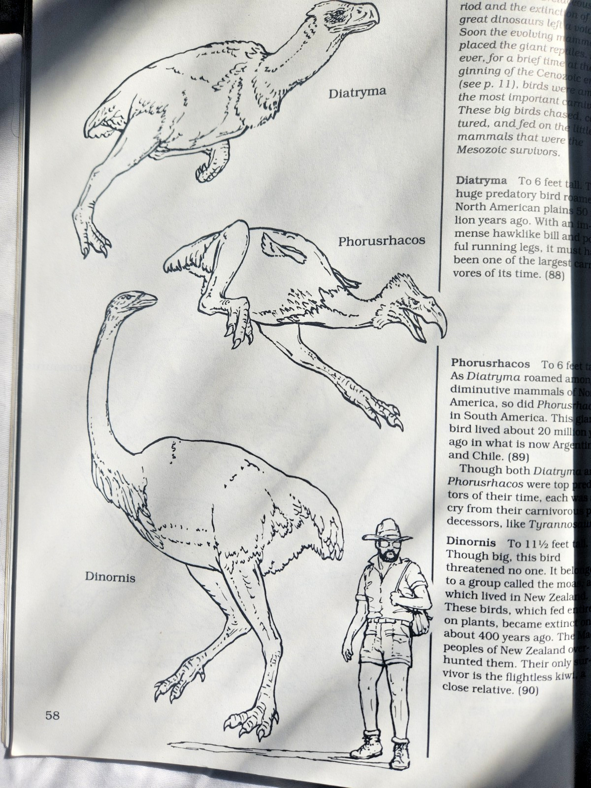 A Field Guide to Dinosaurs Coloring Book – Like New/Unused Vintage 1989 Rare PB