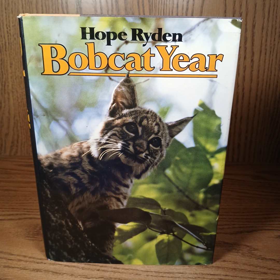 Bobcat Year By Hope Ryden 1981 Hardcover